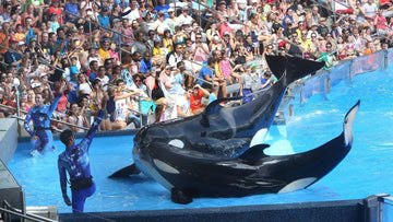 SeaWorld’s Annual Seven Seas Food Festival  - scooterkingorlando.com