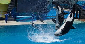 SeaWorld Orlando Scooter Rental Tips for Shows, Exhibits, and Summer Heat